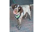 Adopt WINNIE a Brown/Chocolate - with White German Shorthaired Pointer / Mixed
