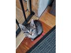 Adopt StarDust a Gray, Blue or Silver Tabby Tabby / Mixed (short coat) cat in