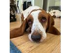 Adopt Oscar a Brindle Basset Hound / Mixed (short coat) dog in Charlottesville