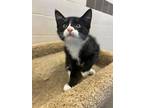 Adopt Ken a All Black Domestic Shorthair / Domestic Shorthair / Mixed cat in