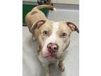 Adopt Rudolph a Tan/Yellow/Fawn Mixed Breed (Small) / Mixed Breed (Medium) /