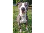 Adopt Shania a Gray/Blue/Silver/Salt & Pepper Mixed Breed (Large) / Mixed dog in