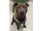 Adopt Max a Brown/Chocolate American Pit Bull Terrier / Mixed Breed (Medium) /