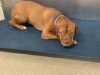 Adopt 55904423 a Brown/Chocolate American Pit Bull Terrier / Mixed dog in Fort