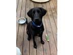 Adopt Hemi a Black Labrador Retriever / Redbone Coonhound / Mixed dog in