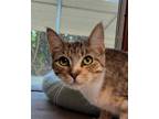 Adopt Maple a Spotted Tabby/Leopard Spotted Domestic Shorthair / Mixed (short