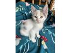 Adopt Angel a Calico or Dilute Calico American Shorthair / Mixed (short coat)