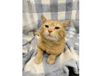 Adopt Charlie a Orange or Red Tabby Domestic Shorthair (short coat) cat in