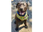 Adopt Grimm a Brown/Chocolate Labrador Retriever / Mixed dog in Salem