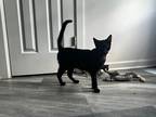 Adopt Minnie 2 a Black (Mostly) Domestic Shorthair cat in New York