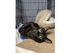 Adopt Furgie a Black (Mostly) Domestic Shorthair cat in New York, NY (41443363)