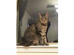 Adopt Kenai a Brown Tabby Domestic Shorthair / Mixed (short coat) cat in