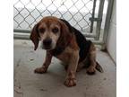 Adopt Flash a Brown/Chocolate Beagle / Mixed dog in Huntingdon, PA (41443447)