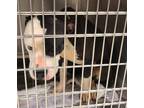Adopt Kori a White American Pit Bull Terrier / Mixed dog in Atlanta