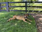 Adopt Maya a Brown/Chocolate Boxer / Mixed dog in Cumming, GA (40027164)