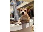 Adopt Sumoki a Mixed Breed (Medium) / Mixed dog in Thousand Oaks, CA (41443355)