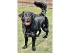 Adopt Magnus a Flat-Coated Retriever / Newfoundland / Mixed dog in Great Bend