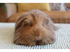 Adopt Wednesday a Lilac Guinea Pig (long coat) small animal in Philadelphia