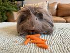 Adopt Juno a Lilac Guinea Pig (long coat) small animal in Philadelphia