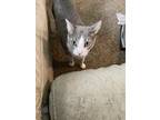 Adopt Richard a Gray or Blue (Mostly) American Shorthair / Mixed (short coat)