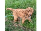 Adopt Riley Puppy a Red/Golden/Orange/Chestnut Golden Retriever / Poodle