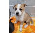 Adopt *CLETUS a Tan/Yellow/Fawn Husky / Mixed dog in Fairbanks, AK (41442625)