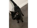 Adopt Hades a All Black American Shorthair / Mixed (short coat) cat in Baytown