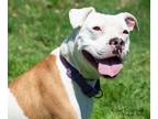 Adopt Queenie a American Pit Bull Terrier / Mixed dog in Shorewood
