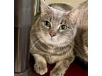 Adopt Mau-Mau a Domestic Shorthair / Mixed (short coat) cat in Columbia
