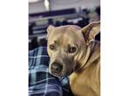 Adopt Spartacus a Tan/Yellow/Fawn American Pit Bull Terrier / Chow Chow / Mixed