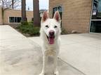 Adopt DUNCAN a White Siberian Husky / Mixed dog in Tustin, CA (41440337)