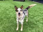 Adopt CEDAR a Gray/Blue/Silver/Salt & Pepper Australian Cattle Dog / Mixed dog