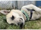 Adopt Luke a Neapolitan Mastiff / Great Dane / Mixed dog in Kamloops