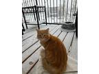 Adopt Soleil a Orange or Red Domestic Mediumhair / Mixed (medium coat) cat in