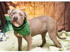 Adopt SHADY GRAY a Gray/Blue/Silver/Salt & Pepper Weimaraner / American Pit Bull