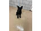 Adopt BARK VADER a Black German Shepherd Dog / Mixed dog in Nashville