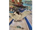 Adopt Charley a Black & White or Tuxedo Domestic Longhair / Mixed (long coat)
