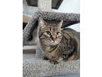 Adopt Pearl a Domestic Shorthair / Mixed cat in Powell River, BC (41207222)