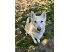 Adopt Nani a Siberian Husky / Mixed dog in Powell River, BC (41259913)