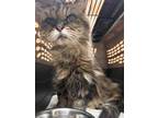 Adopt Lentil a Brown Tabby Persian / Domestic Shorthair / Mixed (long coat) cat