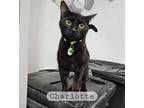 Adopt Charlotte a All Black Domestic Shorthair / Mixed Breed (Medium) / Mixed