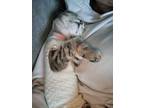 Adopt Lola a Brown Tabby Domestic Shorthair / Mixed Breed (Medium) / Mixed