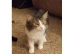 Adopt Juney a Brown Tabby Domestic Longhair / Mixed Breed (Medium) / Mixed