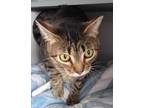 Adopt Betty Davis a Brown Tabby Domestic Shorthair / Mixed Breed (Medium) /