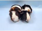 Adopt Biscuit a Black Guinea Pig / Guinea Pig / Mixed (short coat) small animal