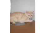 Adopt Meowthew a Cream or Ivory Domestic Shorthair / Mixed Breed (Medium) /