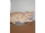 Adopt Meowthew a Cream or Ivory Domestic Shorthair / Domestic Shorthair / Mixed