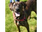 Adopt Clover a Brindle Mixed Breed (Large) / Mixed dog in Ponderay