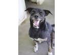 Adopt Luke a Black Terrier (Unknown Type, Small) / Mixed dog in Ottumwa
