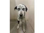 Adopt Rover a Black Catahoula Leopard Dog / Mixed Breed (Medium) / Mixed (short